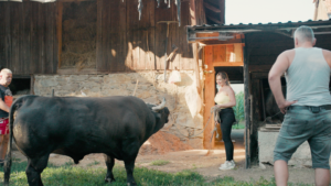 Ein Stier grunzt eine Frau an. Die Frau grinst.